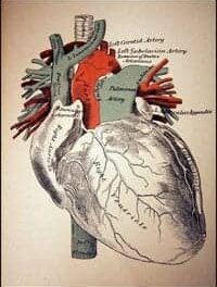 The Pumping Action of the Heart